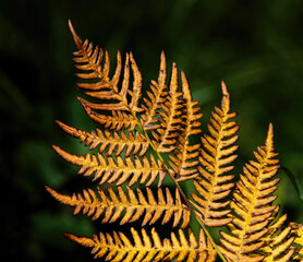 close up of fern in fall colour