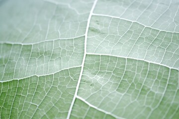 Background texture green leaf structure macro photography, Generative AI