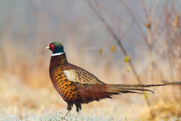 Bird - Common pheasant Phasianus colchius Ring-necked pheasant in natural habitat, grassland in autumn	
