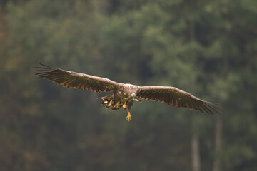 Birds of prey - Majestic predator White-tailed eagle, Haliaeetus albicilla in Poland wild nature	