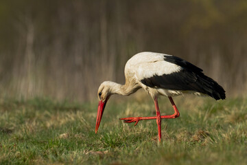 Bird White Stork Ciconia ciconia hunting time summer in Poland Europe