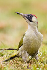 Bird - green woodpecker Picus viridis on the ground, bird looking for food, wildlife Poland Europe