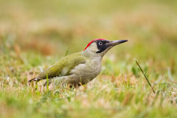 Bird - green woodpecker Picus viridis on the ground, bird looking for food, wildlife Poland Europe