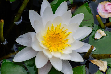 Nénufar Blanches dans un basin fleurs en été