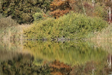 Reflexions of forest on water surface