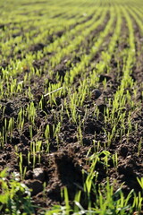 Acre with young seedlings