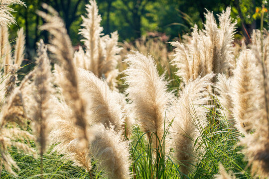 the beautiful dwarf pampas grass