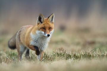 Fox Vulpes vulpes in natural scenery, Poland Europe, animal walking among  meadow