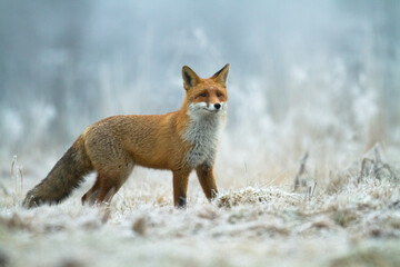 Fototapeta premium Fox Vulpes vulpes in natural scenery, Poland Europe, animal walking among meadow