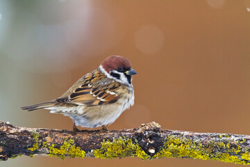tree sparrow Passer montanus sitting on a branch brown background winter time winter frosty day