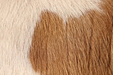 Closeup of cow fur