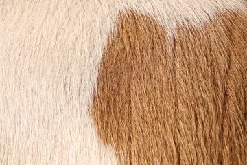 Closeup of cow fur