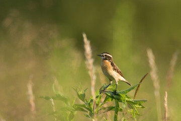Bird Whinchat Saxicola rubetra - bird sitting on the weed, male, amazing background with warm light summer time Poland, Europe