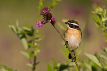 Bird Whinchat Saxicola rubetra - bird sitting on the weed, male, amazing background with warm light summer time Poland, Europe