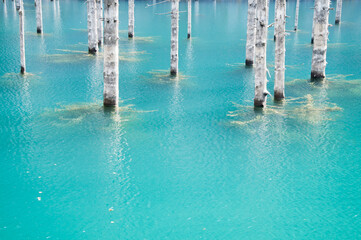 Middle close-up of lake Kaindy or Dead lake of Kazakhstan with tree trunks rising up from its water