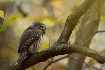Pygmy owl Glaucidium passerinum little owl natural dark forest north parts of Poland Europe	