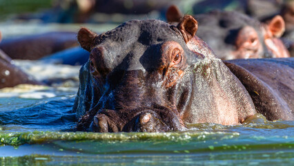Hippo Bull Face To Face Close Up Encounter Dangerous Animal Waterhole Wildlife Landscape.