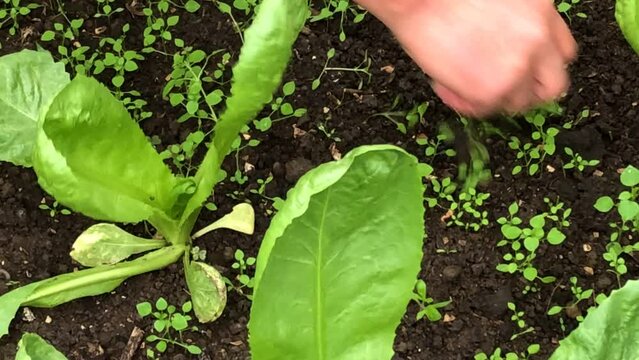 A man pulls weeds between lettuce in a greenhouse with sugar loaf salad and escarol endive