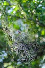Spider African Species Large Web In Trees For Bird Prey Wildlife Environment.