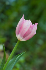 Tulip flower field blooming in the garden
