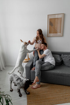 Couple in love, pregnant girl and guy with dogs, bright photo