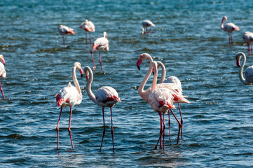 Greater Flamingos - Phoenicopterus roseus- along the shores of Walvis Bay, Namibia.
