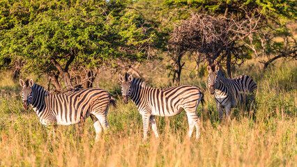 Fototapeta na wymiar Zebra's Three Animals Together Alert Wildlife Landscape