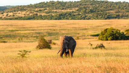 Elephant Bull Walking Savannah Grassland Late Afternoon Wildlife Landscape