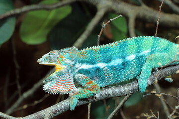 Madagascar Chameleon 2