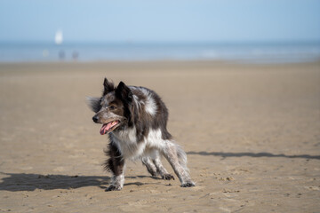 dog running on the beach