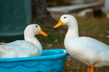Obraz premium two geese and one in a basin