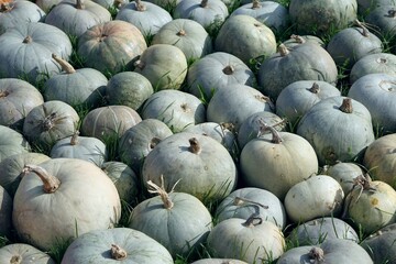 A pile of pumpkins. There are pumpkins of various sizes. Outdoor scene with grass in the background. Fall and autumn season. Green pumpkins. Gray pumpkins. Grass. Pumpkin stem.