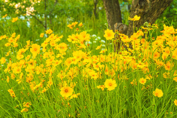 Obraz premium Yellow daisies on the summer lawn