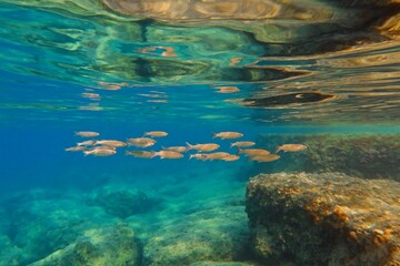 Fototapeta na wymiar School of fish and rocks in the shallow turquoise ocean. Calm water surface, underwater reflections. Marine life in the sea, underwater photography from snorkeling. Aquatic wildlife, travel photo.