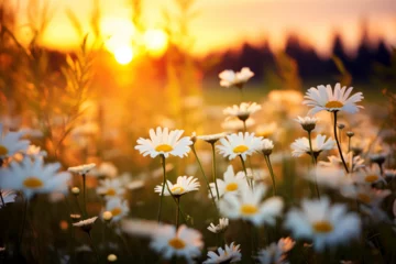 Foto auf Alu-Dibond field of daisies in the evening sun © mr_marcom