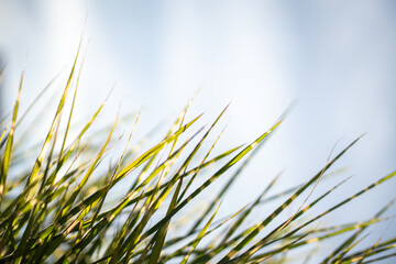 Closeup of fresh green grass over sky with copy space. Yellow grass herbs at sunrise with sun rays. Natural summer spring greenery background. Calm scene. 