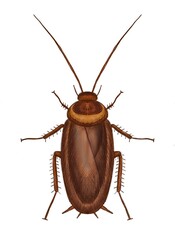 Cockroach isolated on white background, source of germs. Drawing paint digital. Illustration.
