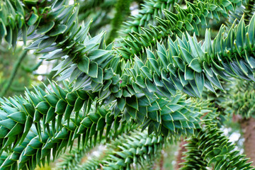 Close up of the spiky leaves of Araucaria araucana, also known as the Monkey Puzzle Tree
