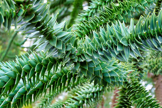 Close up of the spiky leaves of Araucaria araucana, also known as the Monkey Puzzle Tree
