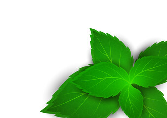 Realistic mint leaf on a white background. Freshness concept. Vector © Irina