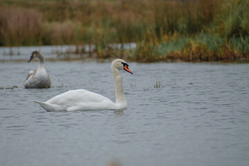 black swan on the lake