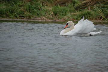 white swan on the lake