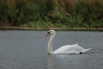 Obraz premium white swan on lake