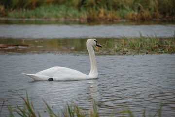 Obraz premium swan on the lake