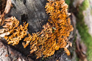 Close-up of mushrooms growing on tree trunk. view of a colony of mushrooms