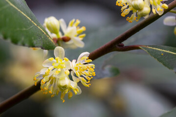 close up Blossom of Laurus nobilis plant, Laurus azorica, aromatic and medicinal plant