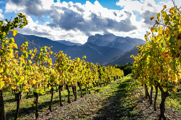 Vineyards in french countryside, drome, Diois, Clairette de Die Wine. Autumn colors, sunny day with...
