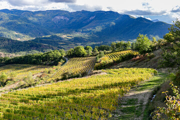 Fototapeta premium Vineyards in french countryside, drome, Diois, Clairette de Die. Autumn colors, sunny day with clouds. Paysage viticole. Vignoble de France.