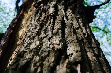 Old tree bark