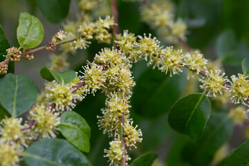 Flowers Blossoming Tree Linden Tree, Spring
